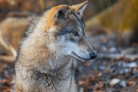 Pup8m19OlderdissenKati-Bjelle-07