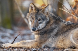 Pup8m19OlderdissenKati-Ylvi-03