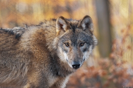 Pup8m19OlderdissenKati-Ylvi-04