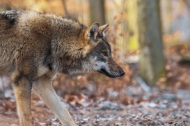 Pup8m19OlderdissenKati-Ylvi-06