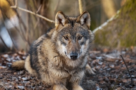 Pup8m19OlderdissenKati-Ylvi-07