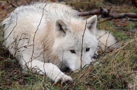 Pup8m11AuheimSas_Inuq-32