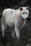 Pup8m11AuheimSas_Inuq-35