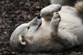 Pup8m11AuheimSas_Monja-03