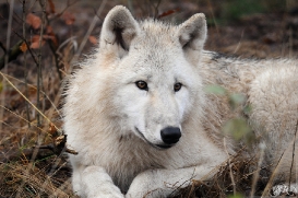 Pup8m11AuheimSas_Monja-22