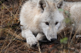 Pup8m11AuheimSas_Monja-23