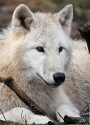 Pup8m11AuheimSas_Monja-24