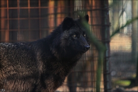 Pup9m11SaerbeckKati_Bo-04
