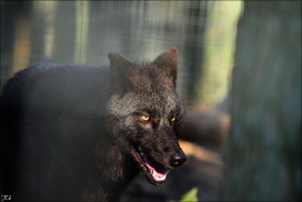 Pup9m11SaerbeckKati_Bo-06