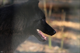 Pup9m11SaerbeckKati_Bo-07