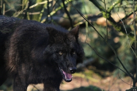 Pup9m11SaerbeckKati_Bo-19