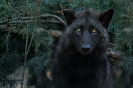 Pup9m11SaerbeckKati_Bo-25