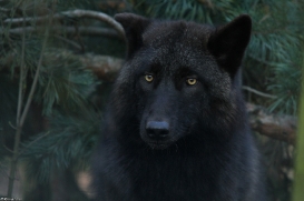 Pup9m11SaerbeckKati_Bo-27
