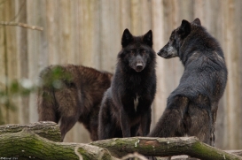 Pup9m16GelsenkirchenKati_All-04
