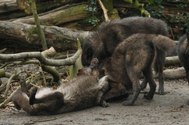 Pup9m16GelsenkirchenKati_All-08
