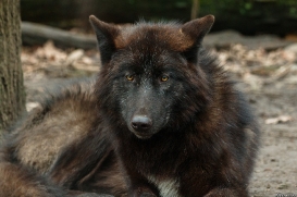Pup9m16GelsenkirchenKati_Averic-03