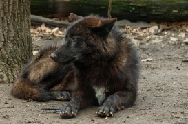 Pup9m16GelsenkirchenKati_Averic-04