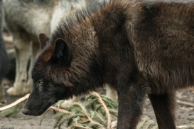 Pup9m16GelsenkirchenKati_Averic-06