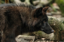 Pup9m16GelsenkirchenKati_Averic-08