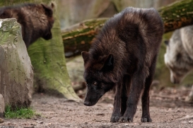 Pup9m16GelsenkirchenKati_Averic-09