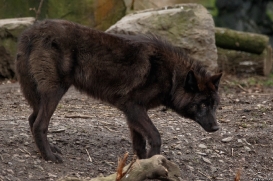 Pup9m16GelsenkirchenKati_Averic-11