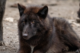 Pup9m16GelsenkirchenKati_Averic-13