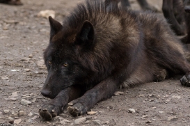 Pup9m16GelsenkirchenKati_Averic-14