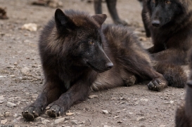 Pup9m16GelsenkirchenKati_Averic-15