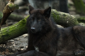 Pup9m16GelsenkirchenKati_Averic-22