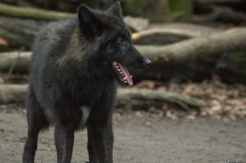 Pup9m16GelsenkirchenKati_Del-06