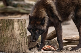 Pup9m16GelsenkirchenKati_Krabat-03