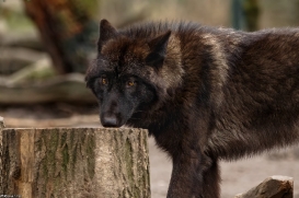 Pup9m16GelsenkirchenKati_Krabat-04
