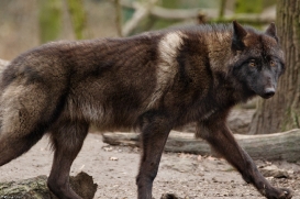 Pup9m16GelsenkirchenKati_Krabat-07