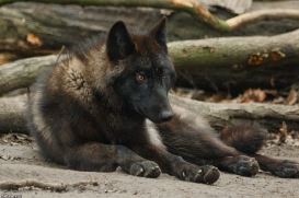 Pup9m16GelsenkirchenKati_Krabat-08