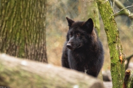Pup9m16GelsenkirchenKati_Malicia-04