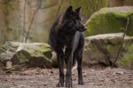 Pup9m16GelsenkirchenKati_Malicia-11