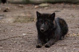 Pup9m16GelsenkirchenKati_Malicia-13
