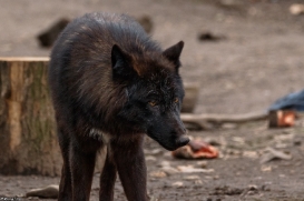 Pup9m16GelsenkirchenKati_Yalk-02