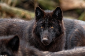Pup9m16GelsenkirchenKati_Yalk-04