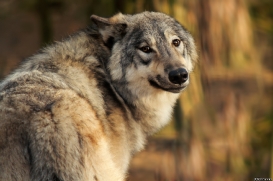 Pup9m14SaerbeckKati_Inka-12