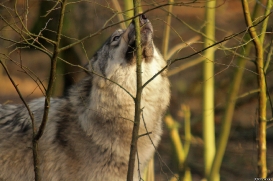 Pup9m14SaerbeckKati_Inka-14