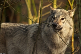 Pup9m14SaerbeckKati_Inka-15