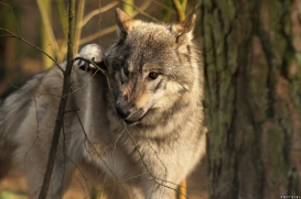Pup9m14SaerbeckKati_Inka-16