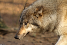 Pup9m14SaerbeckKati_Inka-17