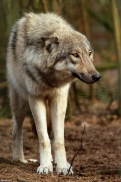 Pup9m14SaerbeckKati_Inka-21