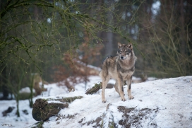 Pup9m17LueneburgBineG_Ayascha-05