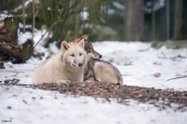 Pup9m17LueneburgBineG_All-02