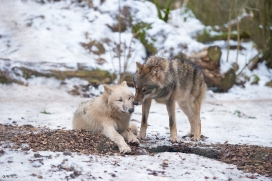 Pup9m17LueneburgBineG_All-09