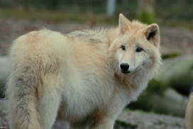 Pup9m11SpringeKati_Clai-02