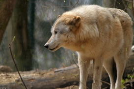 Alternativer Bärenpark Worbis
